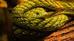 Visuel de Attirance mortelle