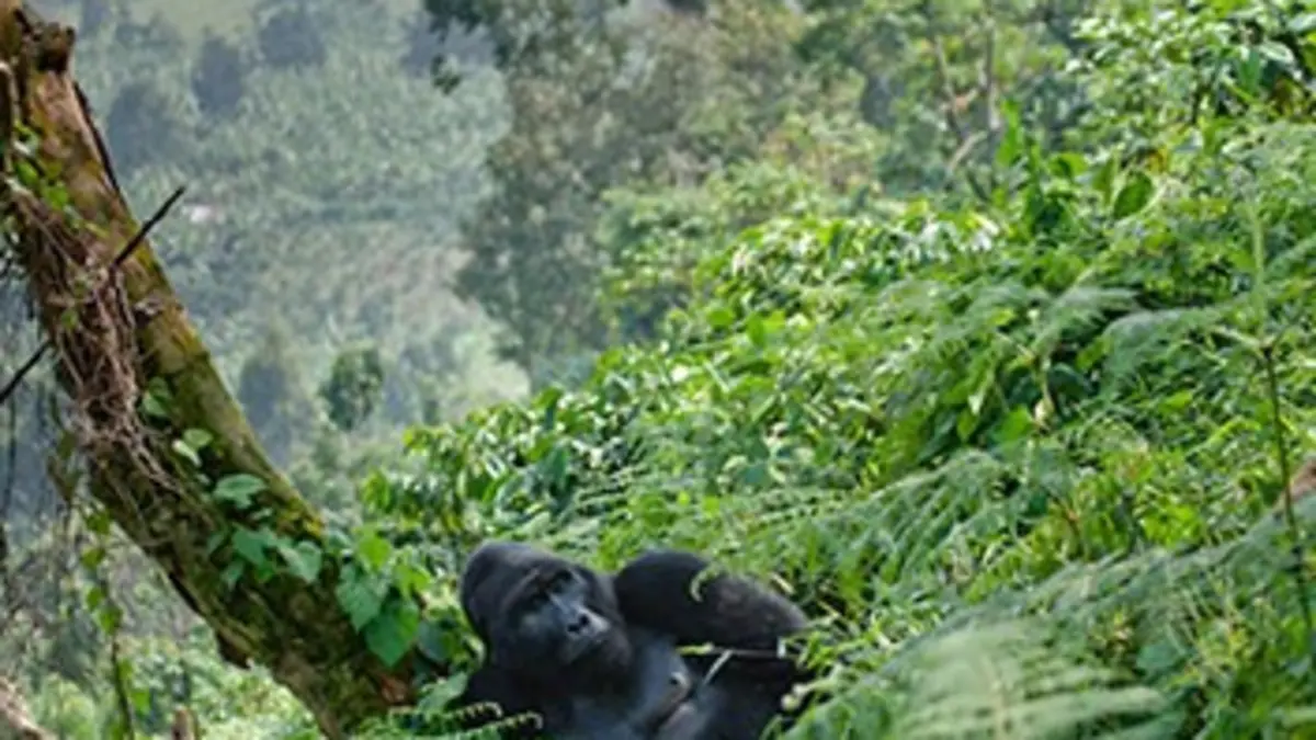 Attractions animales