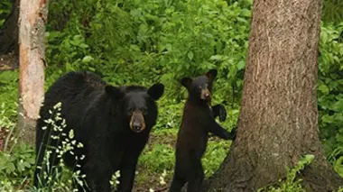 L'ours noir et le grizzli