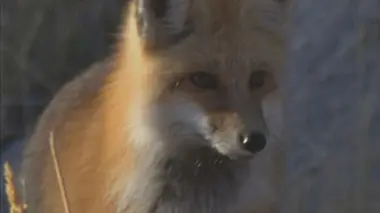 Le renard roux, le coyote et le corbeau