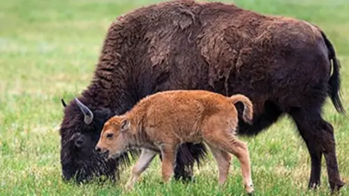 Attrape-moi si tu peux E03 Pronghorn and Bison