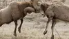 Bighorn Sheep and Elk