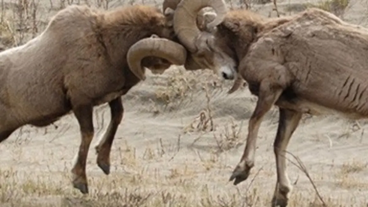 Attrape-moi si tu peux E05 Bighorn Sheep and Elk