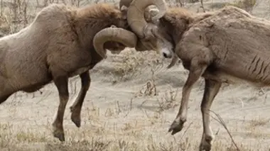 Bighorn Sheep and Elk