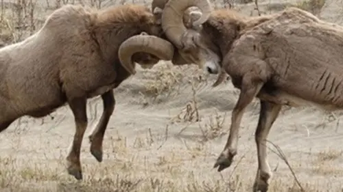 Attrape-moi si tu peux E05 Bighorn Sheep and Elk