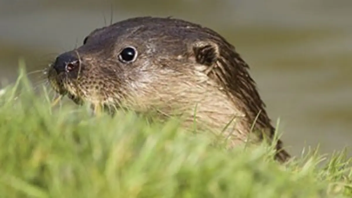 Attrape-moi si tu peux E01 La loutre de rivière