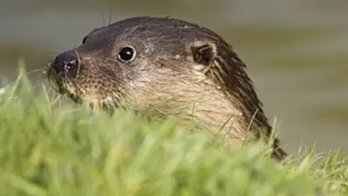 Attrape-moi si tu peux E01 La loutre de rivière