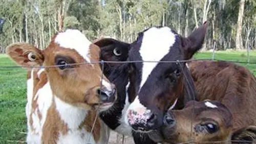 Au bonheur des vaches