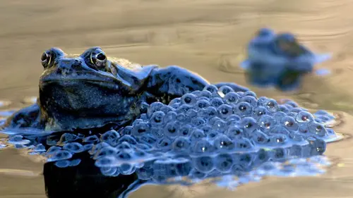 Au coeur d'une forêt magique