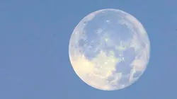 Au coeur d'une forêt magique