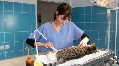 Urgences vétérinaires : il faut sauver nos compagnons