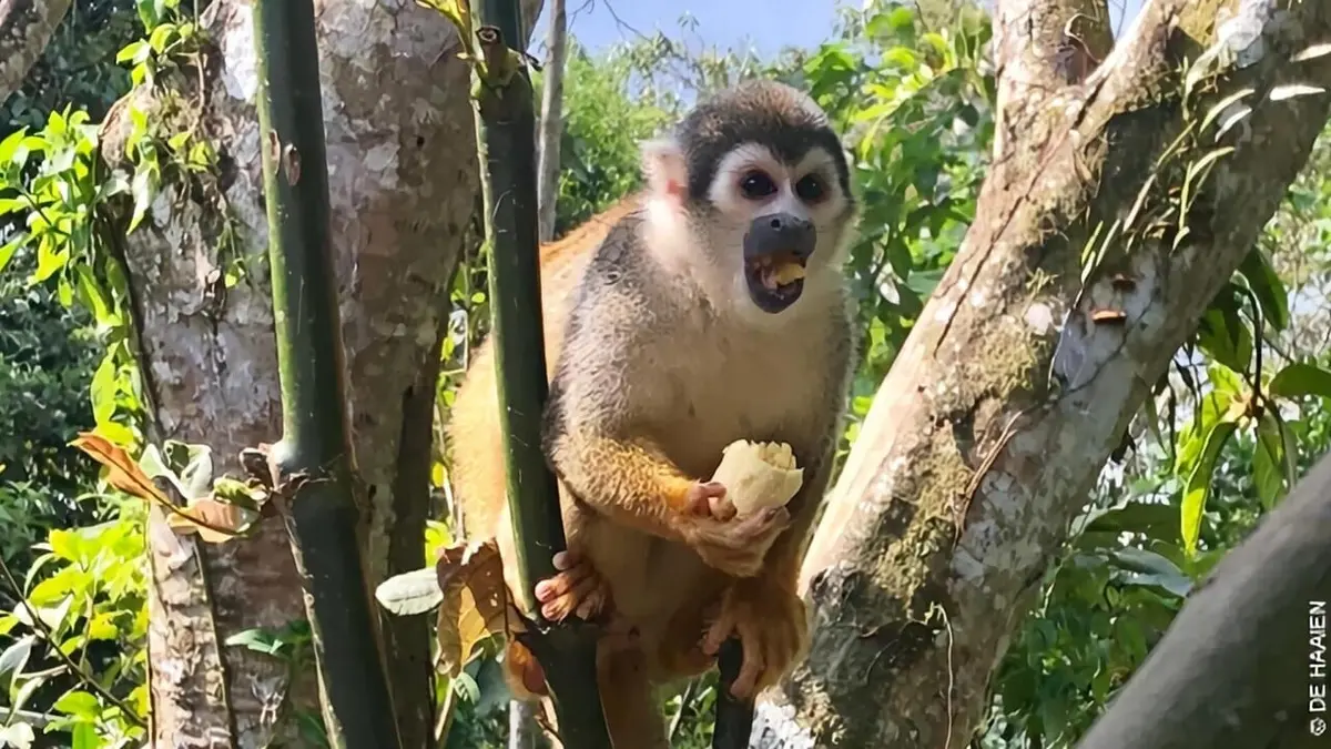 Au coeur de l'Amazonie S01E05 Les guérilleros gardiens de la forêt