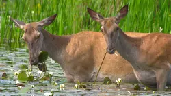 Au coeur de l'Amazonie européenne