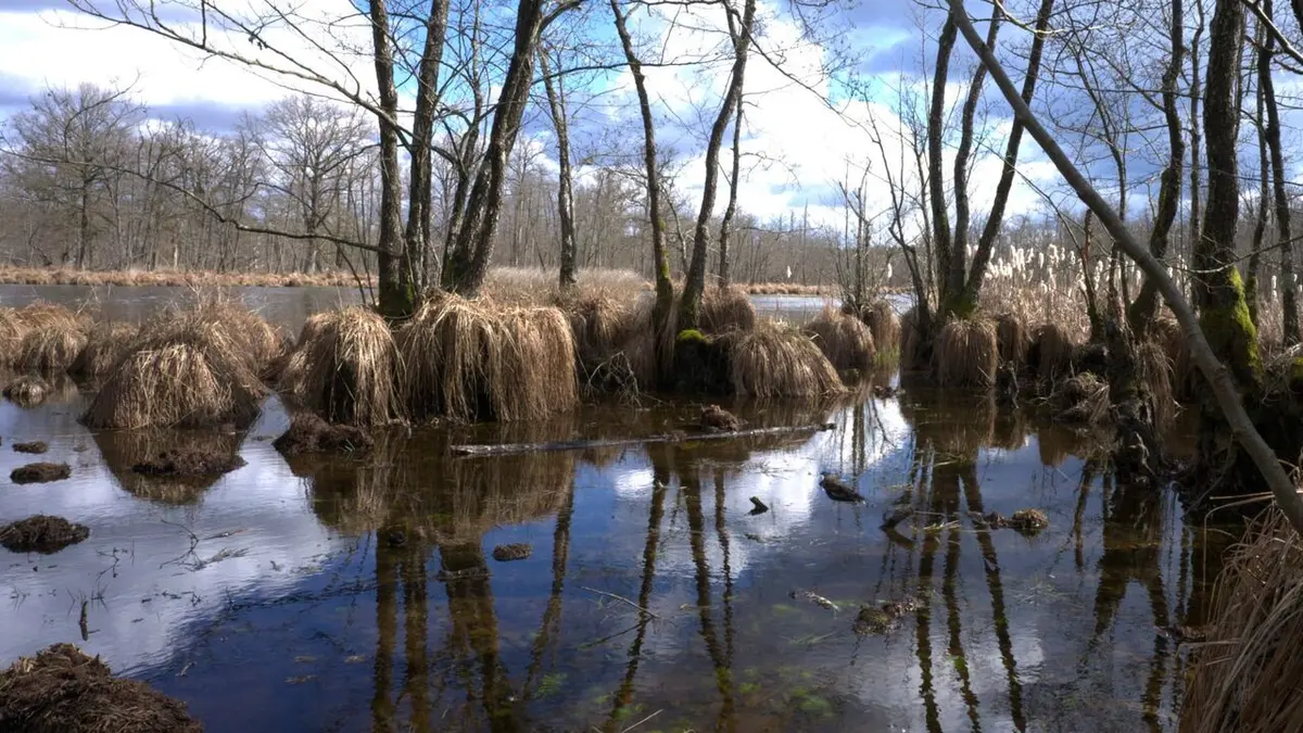 Au coeur de l'Amazonie européenne