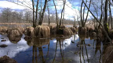 La réserve de Kopacki Rit