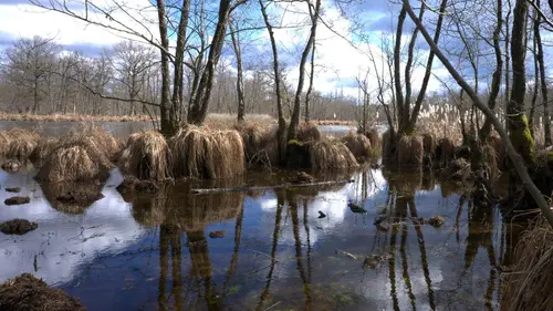 Au coeur de l'Amazonie européenne