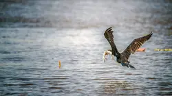 Au coeur de l'Australie sauvage