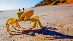 Au coeur de l'Australie sauvage