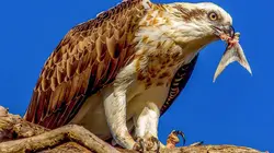 Au coeur de l'Australie sauvage