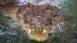 Au coeur de l'Australie sauvage