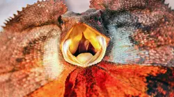 Au coeur de l'Australie sauvage