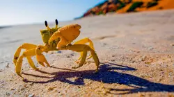 Au coeur de l'Australie sauvage