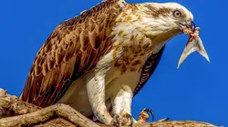 Au coeur de l'Australie sauvage