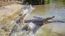 Australie : Instincts de survie