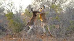 Au coeur de l'Australie sauvage