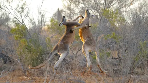 Australie : Instincts de survie S01E02 Déserts