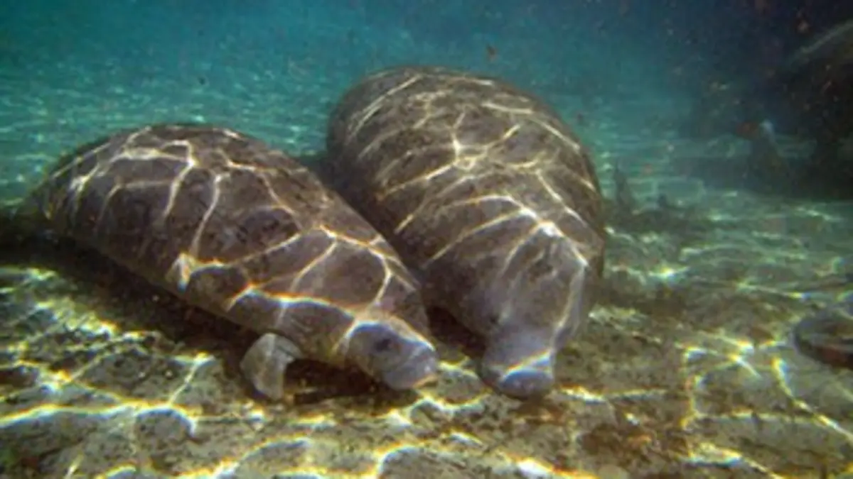 Au coeur de l'écosystème des Everglades La saison sèche