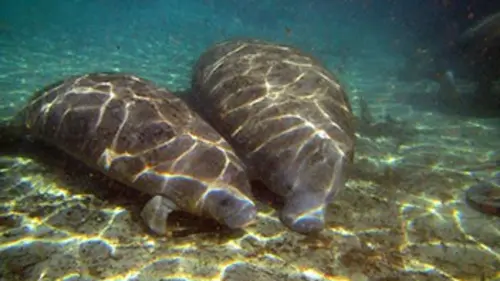 Au coeur de l'écosystème des Everglades La saison sèche
