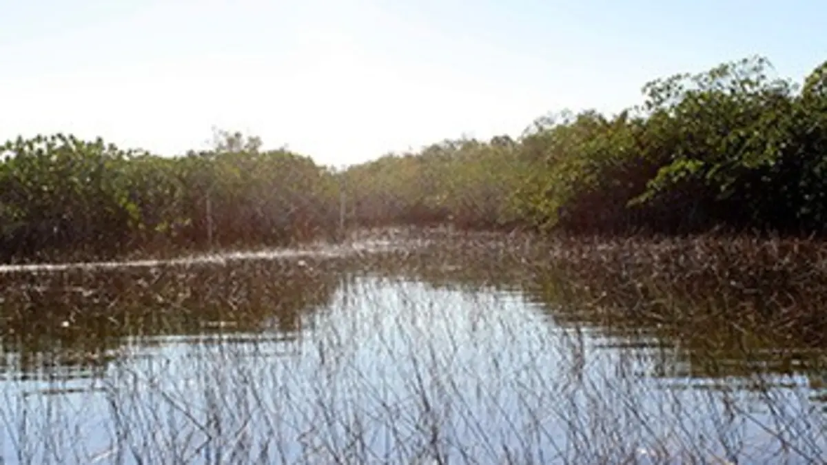 Au coeur de l'écosystème des Everglades La saison des pluies
