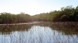 Visuel de Au coeur de l'écosystème des Everglades
