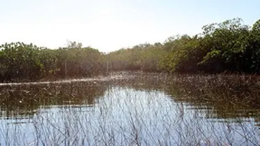Au coeur de l'écosystème des Everglades La saison des pluies