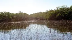 Au coeur de l'écosystème des Everglades