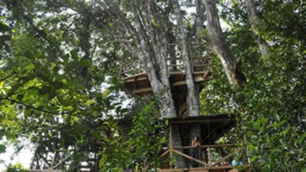 Au coeur de la canopée