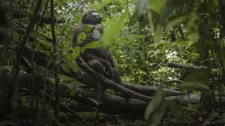 Sur Ushuaïa TV à 20h50 : Au coeur de la jungle