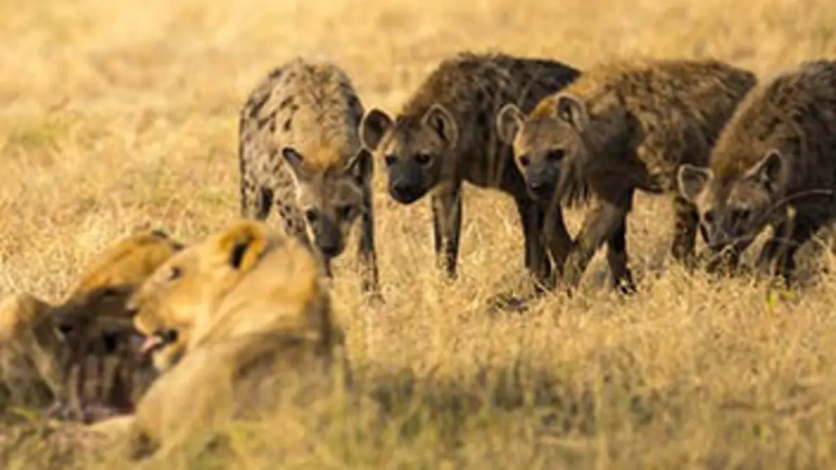 Au coeur de la meute