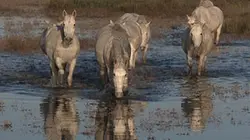 Visuel de Au coeur de la Roussatine