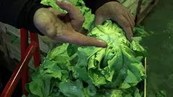 Au coeur de la salade