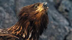 Au coeur de la Scandinavie