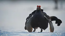 Au coeur de la Scandinavie