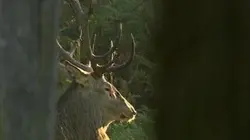 Visuel de Au coeur de la Sologne