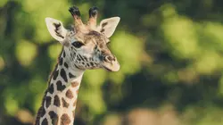 Au coeur de la Zambie