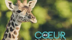 Au coeur de la Zambie