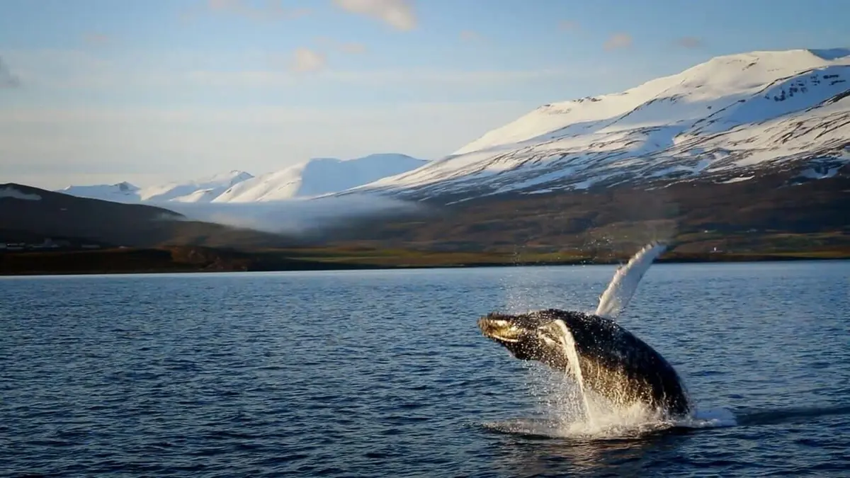 Au coeur des abysses Océans de feu