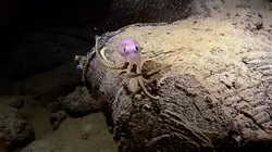 Au coeur des abysses Créatures des profondeurs