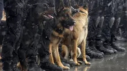 Au cœur des brigades canines Dévouement