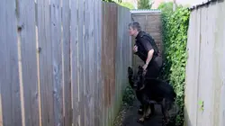 Au cœur des brigades canines